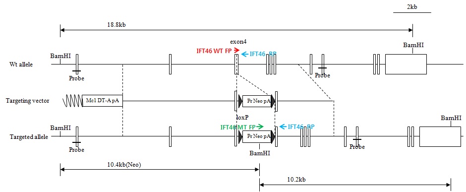 그림 28. Ift46 targeting vector map