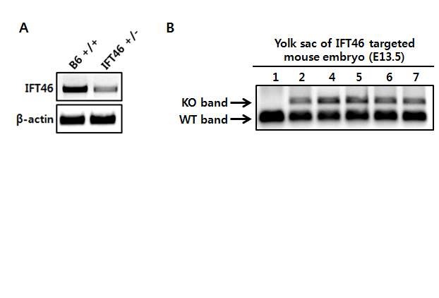 그림 29. Ift46 hetero kidney의 Ift46 발현 비교 및 Ift46 konckout embryo lethal 시기 검증