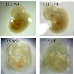 그림 30. E11.5의 wild type embryo와 Ift46 hetero embryo, E9.5의 wild type embryo와 Ift46 hetero embryo 표현형 관찰