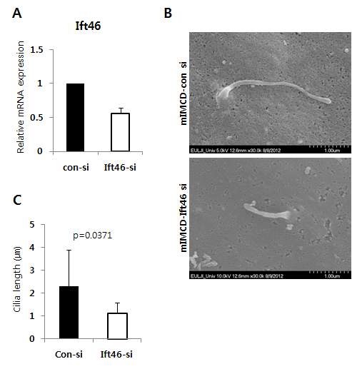 그림 33. Ift46 유전자의 감소로 인한 ciliogenesis 변화 관찰