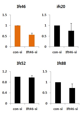 그림 34. Ift46 발현이 감소된 신장 상피세포에서 Ift46, Ift20, Ift52, Ift88 mRNA 발현 검증
