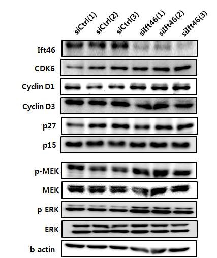 그림 35. Ift46 발현 감소가 cell cycle과 관련된 단백질들 발현 조절에 미치는 영향 검증