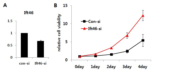 그림 36. Ift46 발현 감소가 신장 상피세포의 세포 증식에 미치는 영향 검증