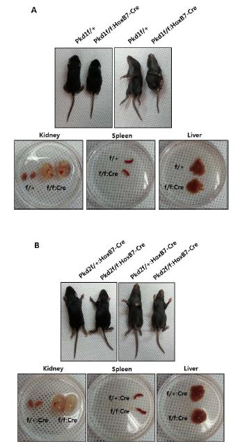 그림 38. Pkd1 conditional KO 마우스와 Pkd2 conditional KO 마우스 표현형 분석