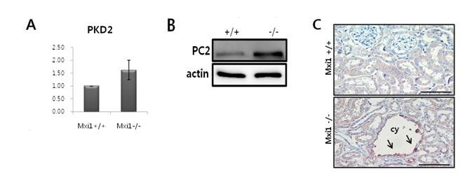 그림 2. Mxi1 KO 마우스의 신장 조직에서 PC2 발현 레벨 검증