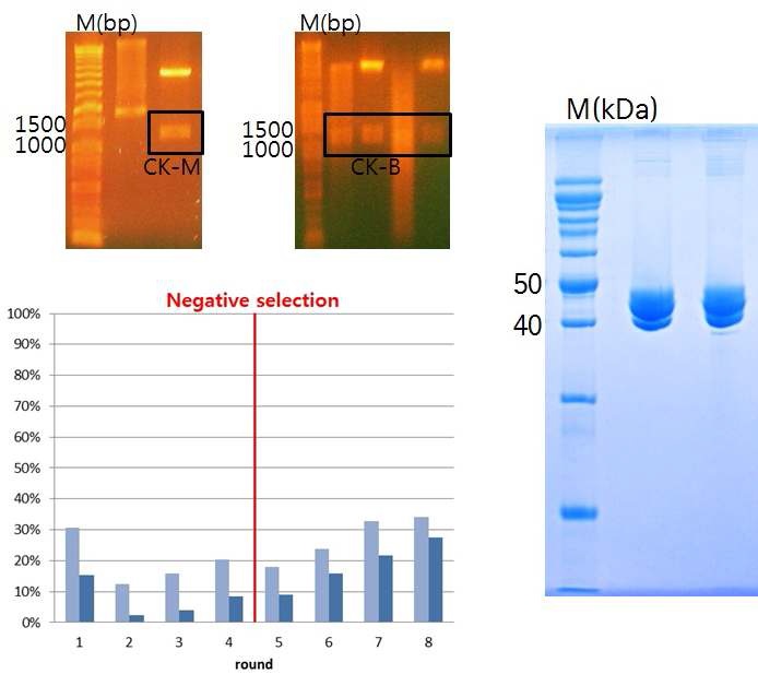 그림 10. Ck-MB의 클로닝, 정제 및 SELEX