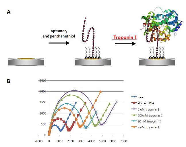 그림 11. (A) 전기화학적인 방법을 이용한 단백질의 검출 scheme, (B) Troponin I 농도에 따른 impedance 측정