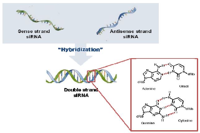 그림 19. 단일 가닥 siRNA의 이중 가닥 siRNA로의 혼성화 모식도