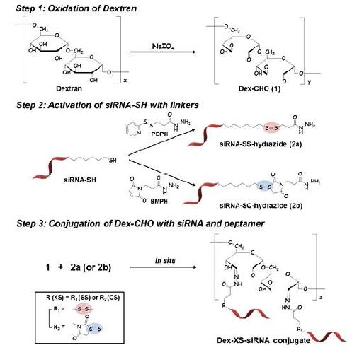 그림 21. siRNA가 이황화 결합으로 연결된 덱스트란의 합성 스킴