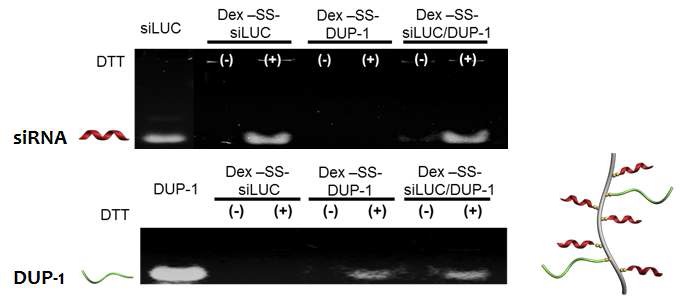 그림 32. Dex-ss-siRNA / DUP-1의 PAGE 결과