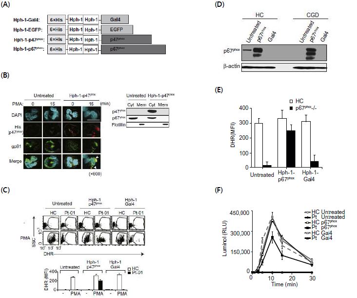 면역세포인 neutrophil에서의 p47phox와 p67phox의 기능