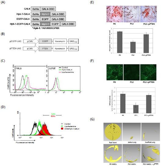 PTD-mediated naked DNA delivery in vitro and in vivo