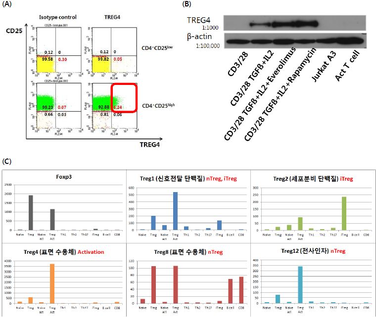 발굴한 Treg 특이적 유전자의 mouse와 human에서 발현 검증