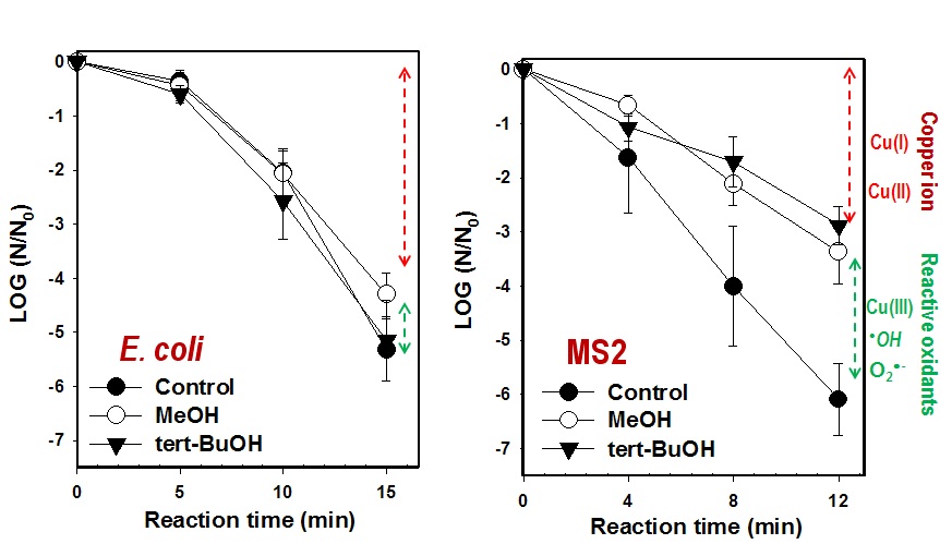 활성산화제 스케빈져의 유무의 조건에서 구리촉매/과산화수소 반응 (copper/H2O2)을 이용한 대장균 (E. coil)과 MS2의 불활성화
