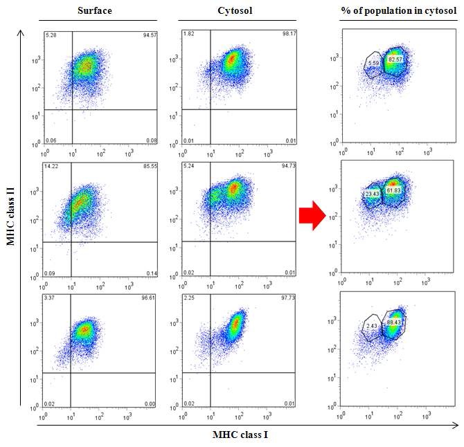 그림 6. Rapamycin 처리에 의한 수지상세포의 특정 subtype 변화 확인.