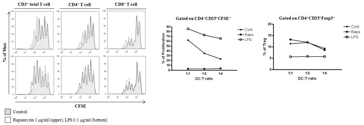 그림 8 Rapamycin 처리된 수지상세포가 T 세포 증식에 미치는 영향