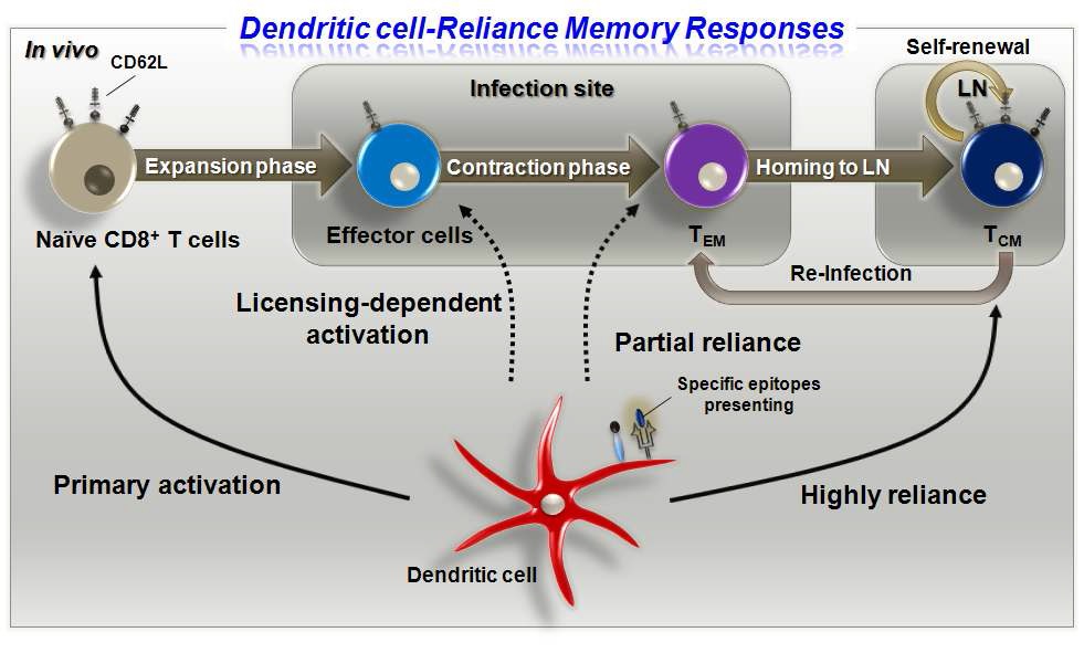 그림 11. 수지상세포가 기억 T 세포의 분화와 활성에 미치는 영향