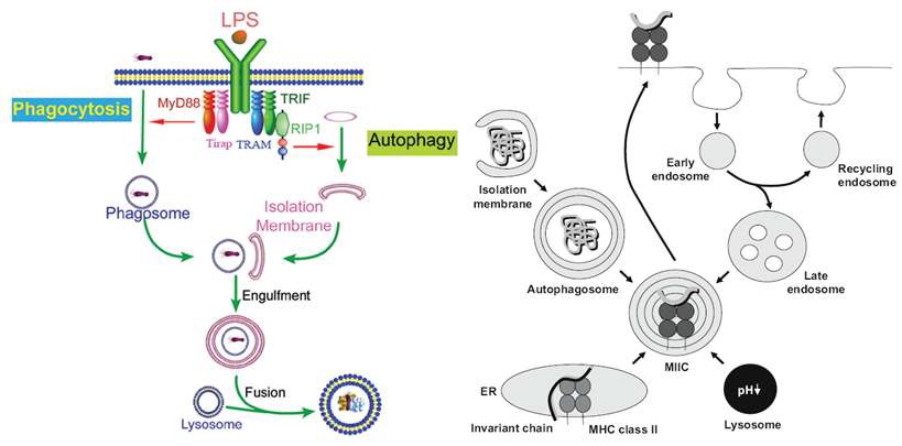 그림 1. 그람 음성 세균에 의한 autophagy 형성 및 class II MHC를 통한 항원 제시과정.