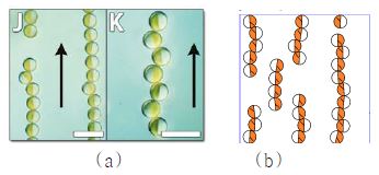 그림 2. 균일한 자기장이 작용할 경우 야누스 입자의 자기조립(self-assembly) 구조.
