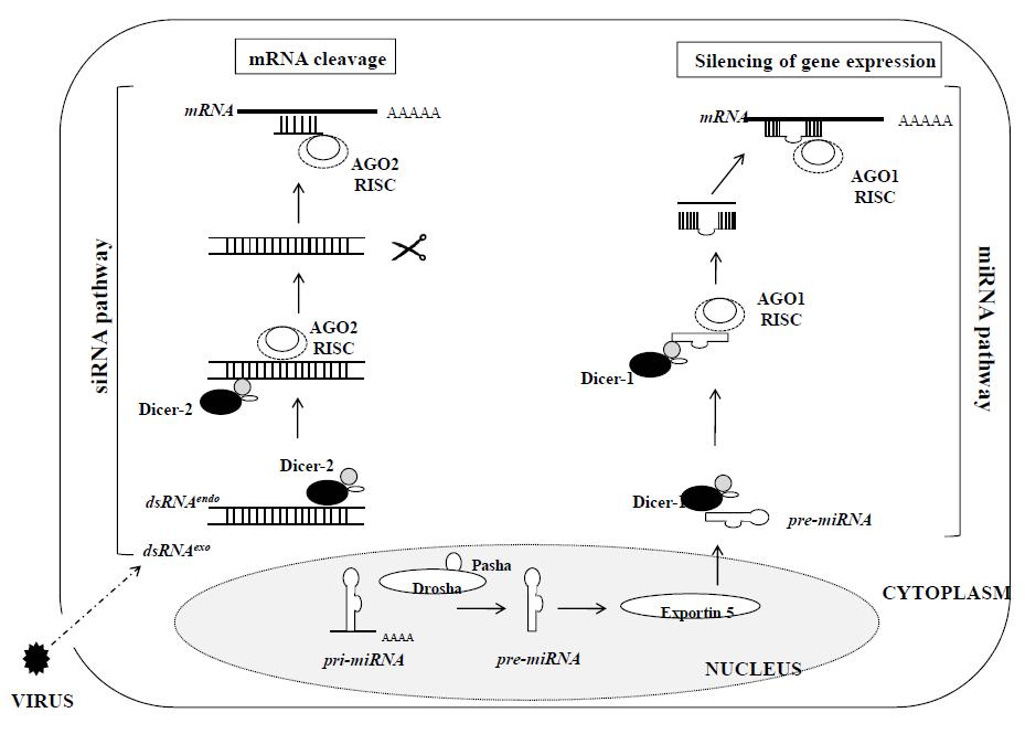 초파리내에 존재하는 RNA interference pathway.