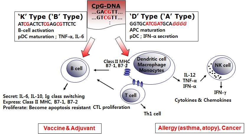 CpG-DNA에 의한 면역반응 조절 및 치료제 개발