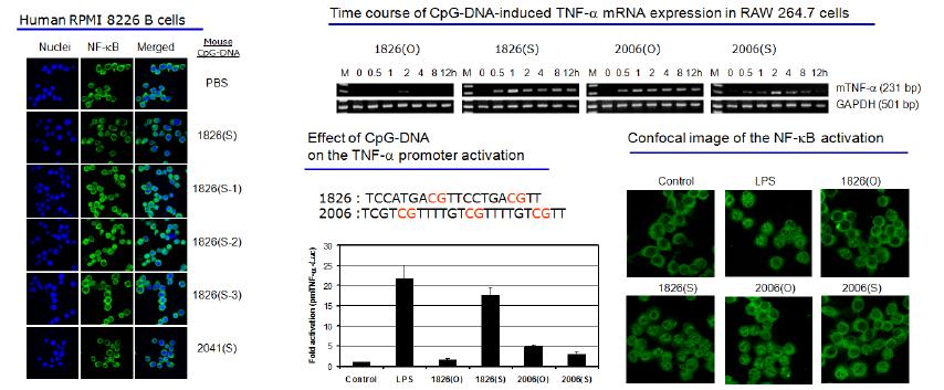 CpG-DNA의 backbone 및 species 특이성 확인