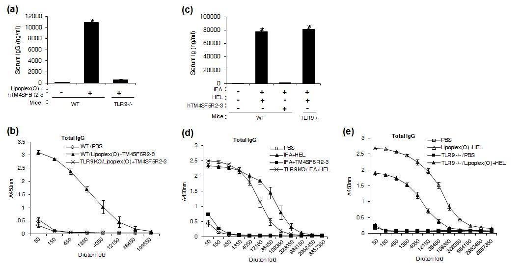 리포좀-CpG-DNA-에피톱 복합체 투여에 의한 에피톱-특이적인 항체 생산의 TLR9 의존성 확인.