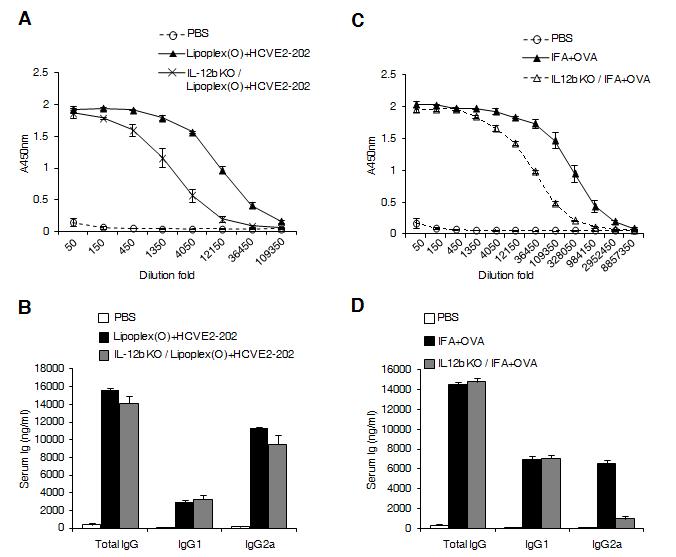 리포좀-CpG-DNA의 에피톱에 대한 면역증강제 효능 기전 규명 : IL-12의 관련성 확인.
