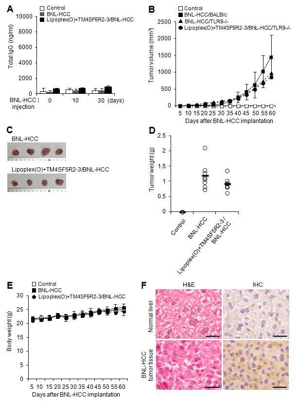 TLR9 knockout 마우스에서 리포좀-CpG-DNA-에피톱 복합체 백신의 간암에 대한 백신 효능 평가. 간암세