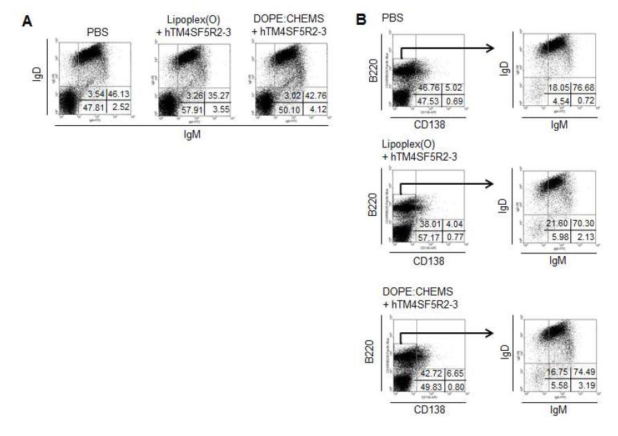 리포좀-CpG-DNA-에피톱 복합체를 마우스의 복강에서 B 세포의 분포변화 확인한 FACS 분석 결과.