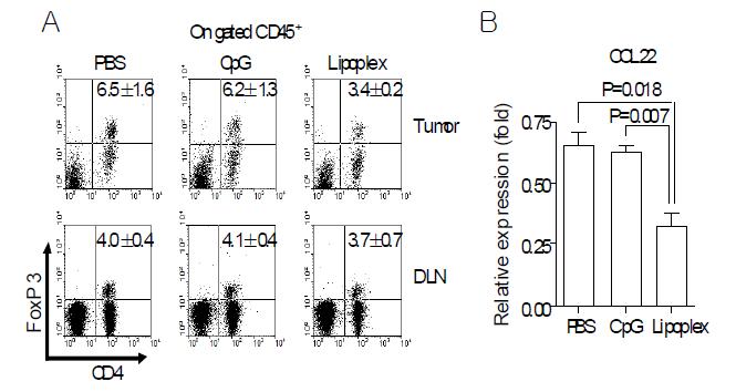 종양내 리포좀-CpG-DNA 복합체에 투여에 따른 B16 종양조직의 Treg 세포의 종양내 분포 관찰.