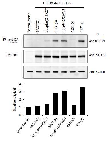 리포좀- CpT motif 면역조절물질 복합체에 의한 TLR9 결합 증가.