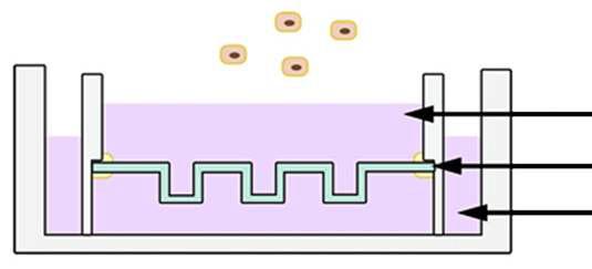 Wang et al. Biomaterials, 2010.