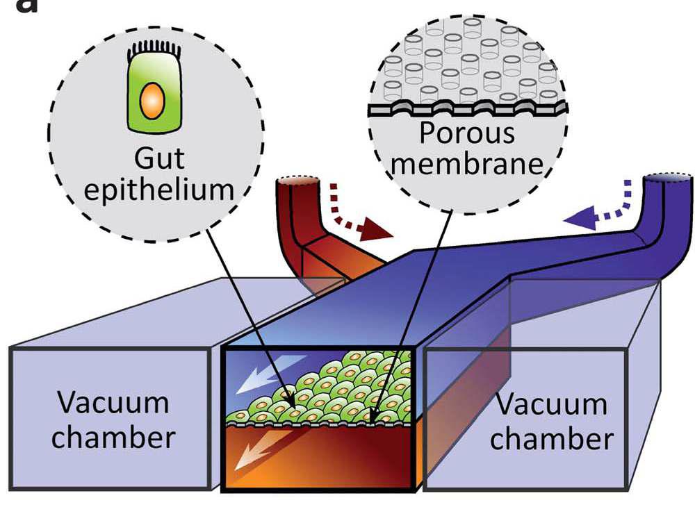 Kim et al., Lab Chip, 2012.