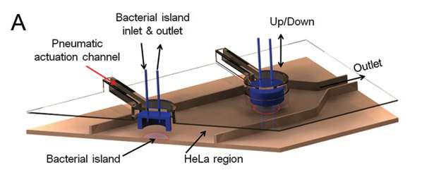 Kim et al., Lab Chip, 2010.