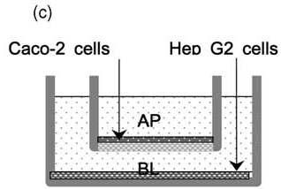 Choi et al., Toxicol in vitro, 2004.