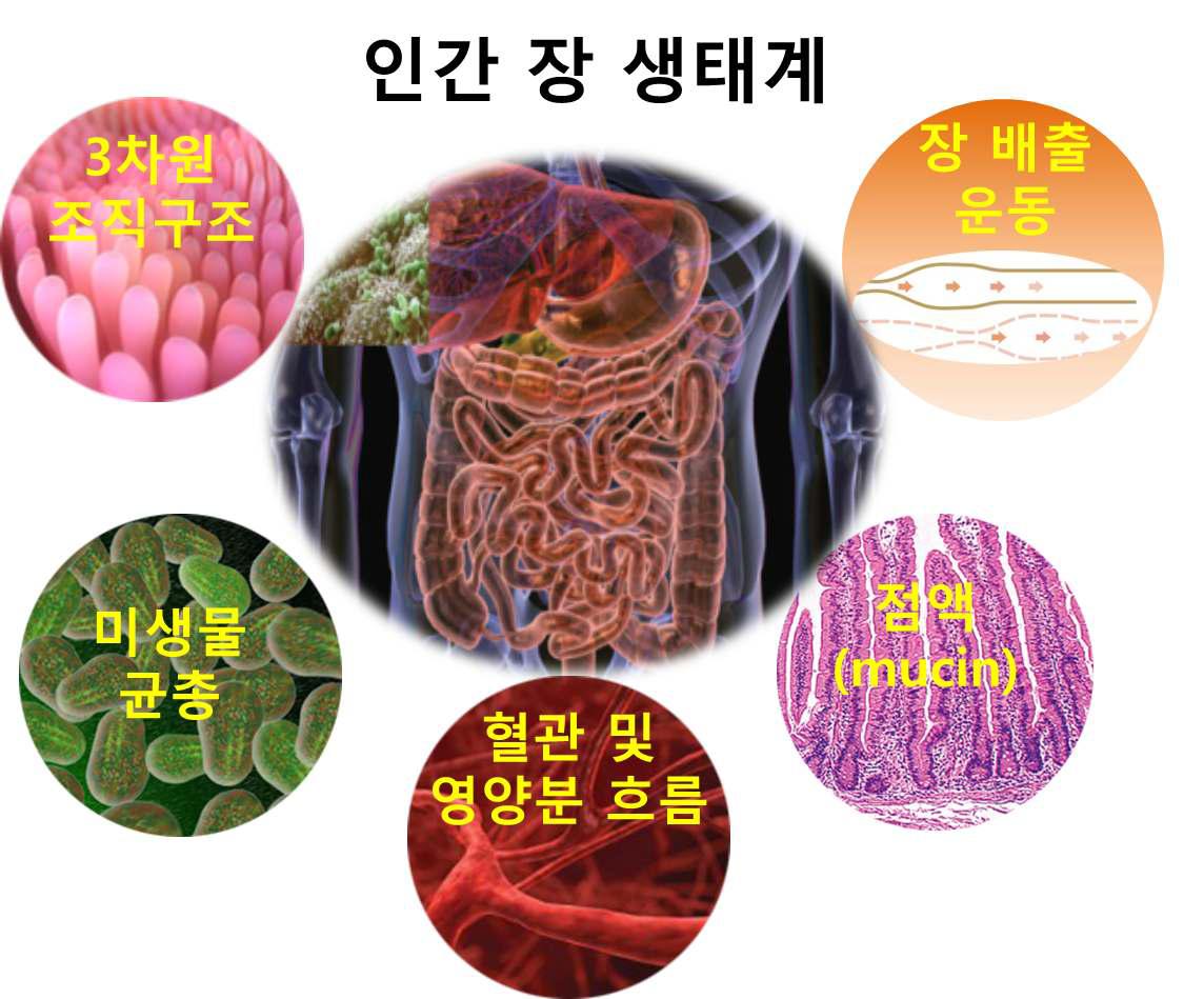 장내 환경요소를 구성하는 생리학적 요소들.