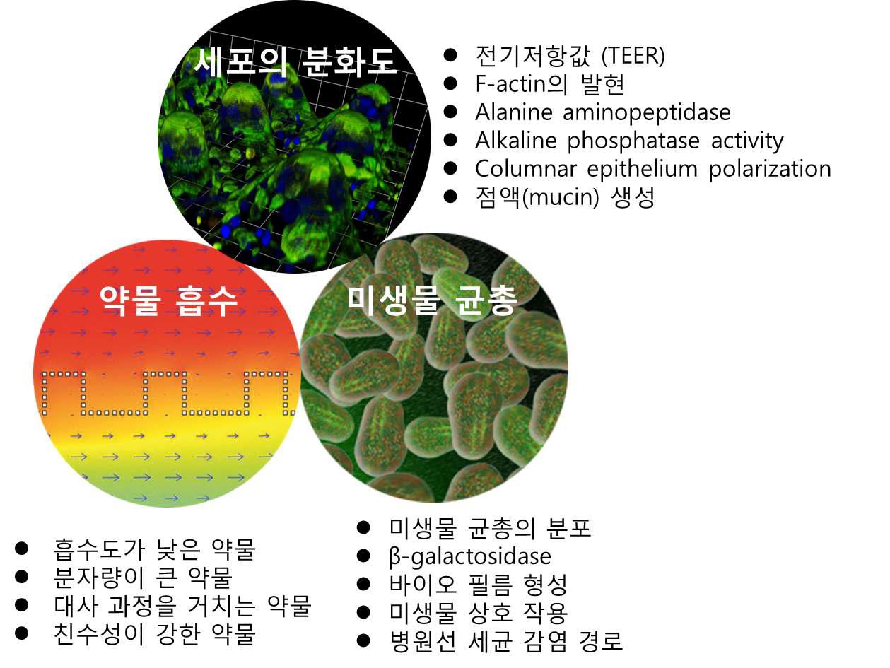 장내 환경을 보다 유사하게 모사했음을 확인할 수 있는 생물학적 지표들