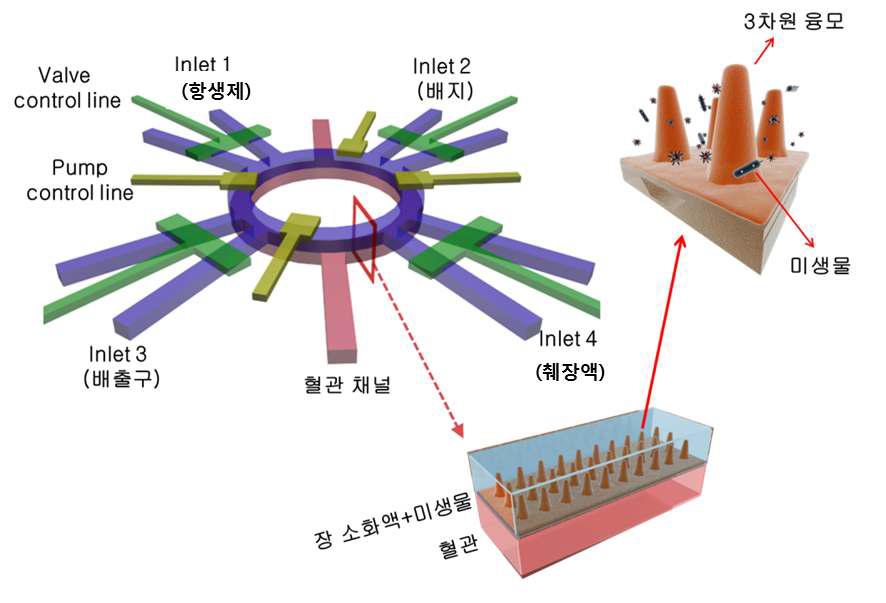 마이크로밸브와 마이크로 펌프를 이용한 장의 생리적 기계적 인자들의 조절