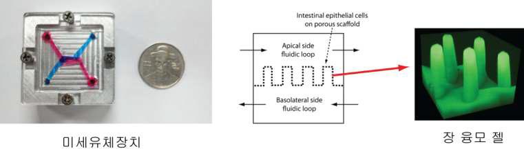장융모 젤을 삽입한 미세유체장치.
