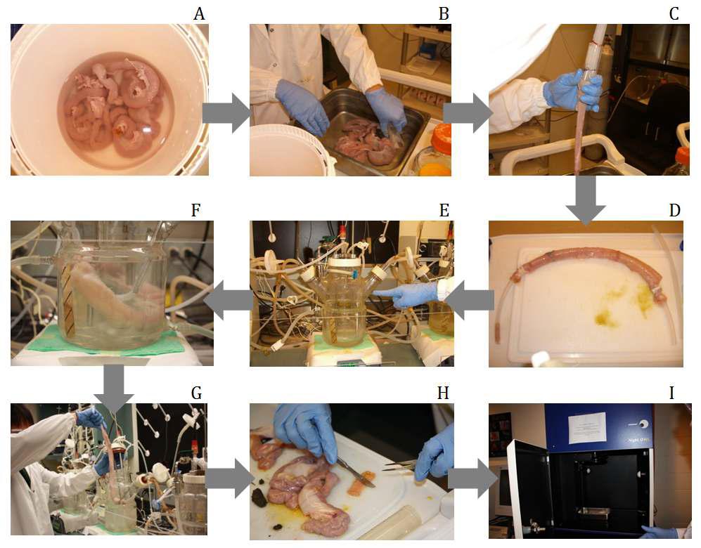 In vitro 거대 장생태계 organ-SHIME 시스템.