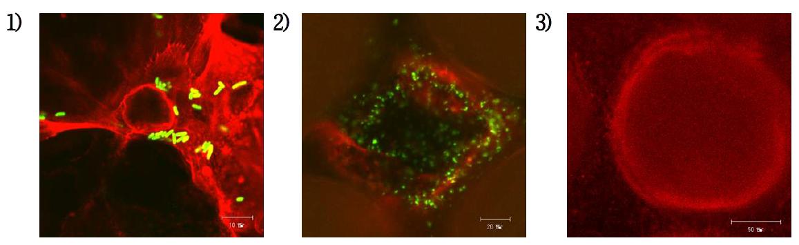 E. coli O157:H7 감염 실험 결과 1) 2D culture, 2) 3D culture(3days, crypt), 3) 3D culture(16days, villi); 붉은색-세포 골격, 녹색-대장균