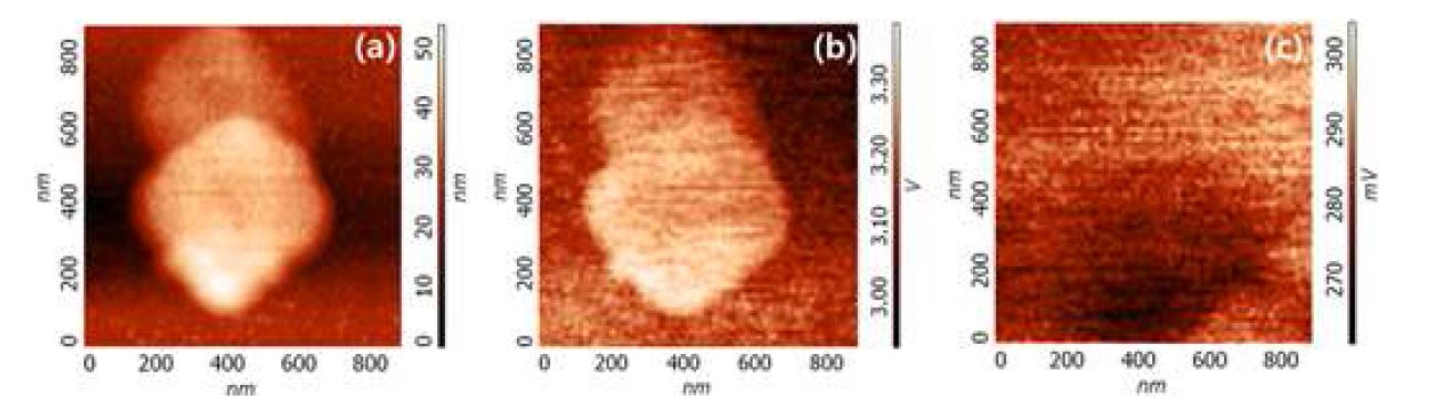 그림 45 NSOM 이미징을 통한 광 안테나 효과의 검증.
