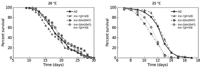 그림14. trxr-1과 trxr-2 돌연변이에 대한 lifespan측정 결과 trxr-2이 선충의 수명 결정인자가 될 수 있다는 사실을 밝힘.