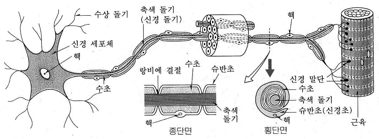 그림2) 신경세포