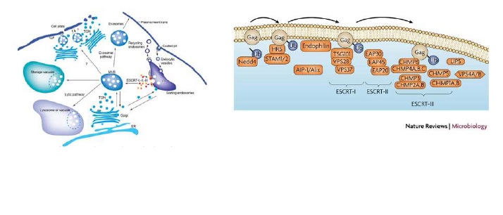 그림3) ESCRT와 그 세포 생물학적 기능