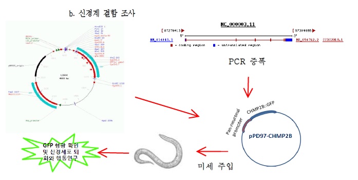 그림 5 전측두엽 치매 (FTD)의 모델 확립