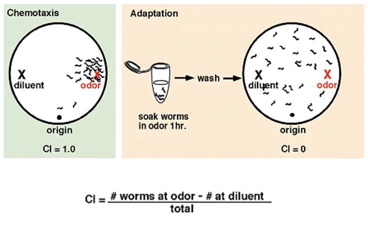 그림 6) Chemotaxis assay