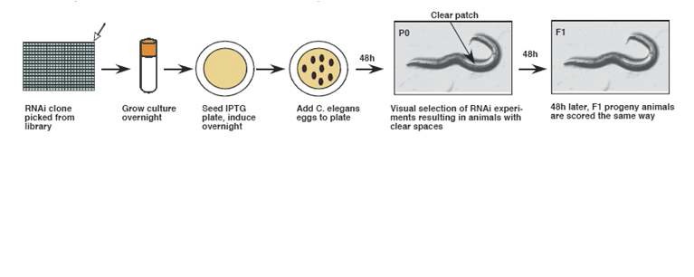 그림 7) 예쁜꼬마선충 (C.elegans)의 RNAi.