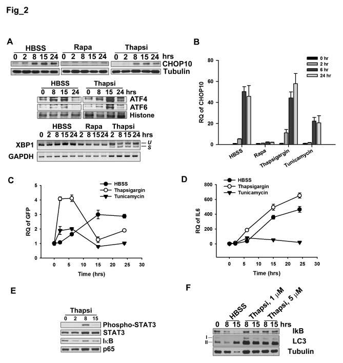 Figure 2. NF-κB activation in starved cancer cells is implicated in ER stress response.